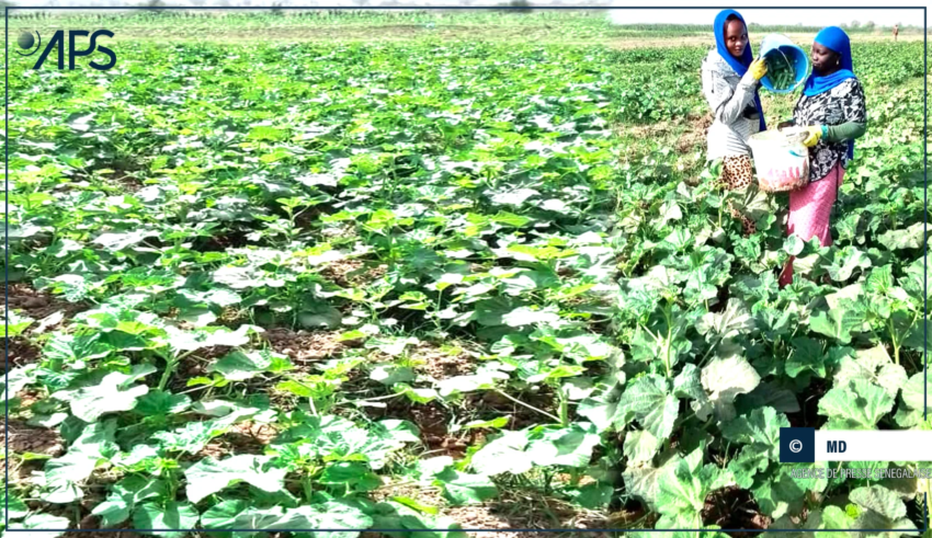 SENEGAL-ECONOMIE-AGRICULTURE / Podor : un producteur liste les obstacles à l’essor de la filière gombo 