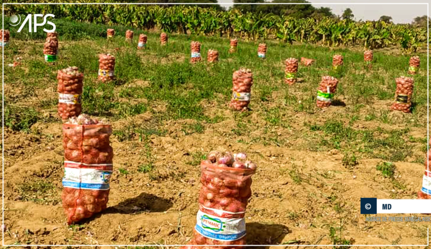 Agriculture – Podor: des producteurs d’oignon réclament des équipements de conservation et de stockage adaptés