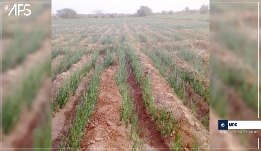 SENEGAL-ECONOMIE-AGRICULTURE / Une variété de blé en phase test dans l’île à Morphil