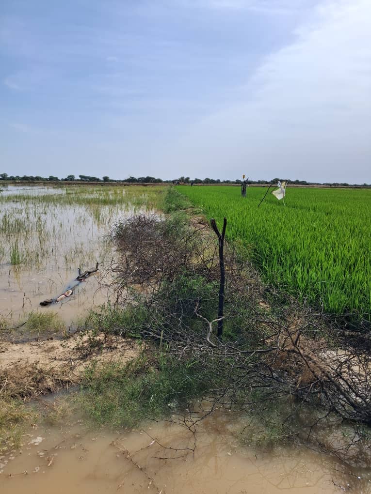 Campagne agricole : Podor : Près de 2000 hectares sous les eaux
