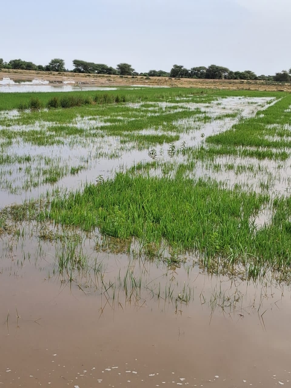 Guédé Village : des cultures de riz et de gombo sous les eaux