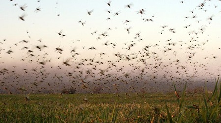 Agriculture – Podor : Apparition de criquets pèlerins dans des champs et pâturages