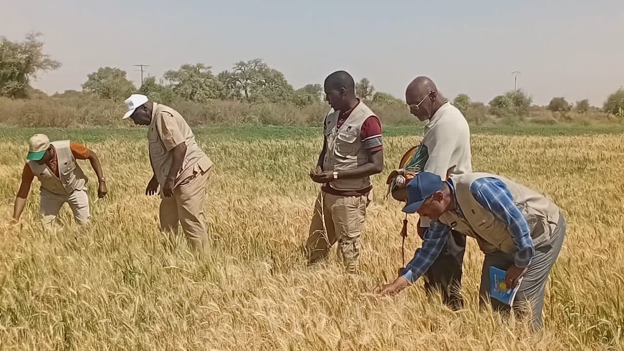 PODOR – VISITE DE CHAMPS ECOLES DE CULTURE DE BLE IRRIGUE : Echanges et partages d’expériences entre Sénégalais et Ethiopiens