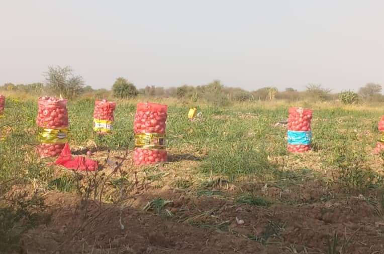 CAMPAGNE DE COMMERCIALISATION DE L’OIGNON 2026 – Podor : débuts timides sur l’étendue de la zone