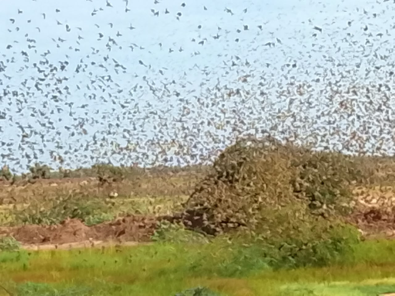 CAMPAGNE RIZICOLE DE SAISON CHAUDE 2026 – Podor : des oiseaux granivores ôtent le dernier espoir aux riziculteurs